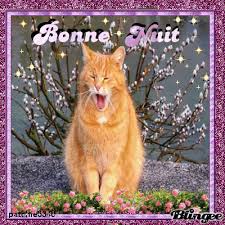 BONNE NUIT CHAT ROUX Image #110981590 | Blingee.com