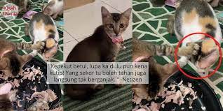 Asalnya Kucing Pungut Je Sekarang Bukan Main Tamak Sampai Tahan Kepala Member Kucing Pertahanan Lucu