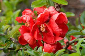 Add to favorites wild quince tree (cydonia oblonga) fresh 25 seeds. Japanese Flowering Quince Chaenomeles Japonica Texas Scarlet Colorado Rocky Mountain Bonsai Suiseki