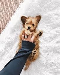 What to expect with a new puppy. What To Expect From A New Puppy On We Heart It