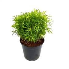 Jan 27, 2021 · japanese aralia is a popular houseplant native to the southern japanese islands, korea, and taiwan, where it grows in subtropical conditions. Buy Aralia Green Plant Online At Cheap Price On Plantsguru Com