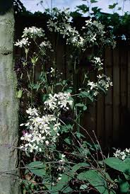 Image result for Clematis recta atropurpurea