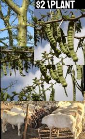 Image result for Acacia borleae