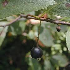 A very large round fruit with few seeds. Black Chokeberry Photinia Melanocarpa