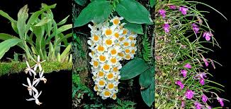 Image result for Eulophia stachyodes