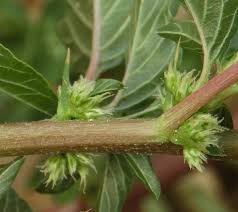 Image result for Amaranthus spinosus