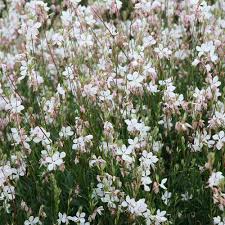 Image result for Oenothera lindheimeri