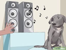 Kopekler Nasil Sakinlestirilir 12 Adim Resimlerle Wikihow