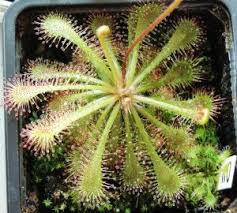 Image result for Drosera burkeana