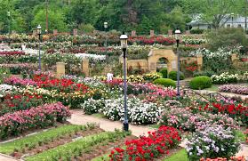 Tyler Texas Rose Garden Photographs History Map Rose Garden Texas Gardening Tyler Texas