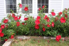 Polish your personal project or design with these swamp rose mallow transparent png images, make it even more personalized and more attractive. Rose Mallow Lovetoknow