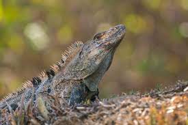 Black Spiny Tailed Iguana Ctenosaura Similis Iguana Reptiles Wildlife