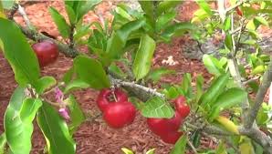 Maybe you would like to learn more about one of these? How To Grow And Care For Barbados Cherry Tree Yard Surfer