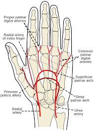 Ulnar Artery Wikipedia Arteries Anatomy Hand Therapy