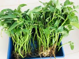 Image result for Ipomoea aquatica