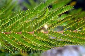 Image result for Acacia cornigera