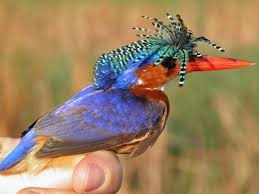Pin On Kingfisher The True King