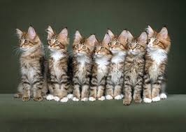December 12, 2011 nadonline 8 comments. The 11 Cutest Kitten Photos We Ve Ever Seen