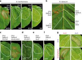 It occupies less visual space in your home. Evolution Of A Guarded Decoy Protease And Its Receptor In Solanaceous Plants Nature Communications