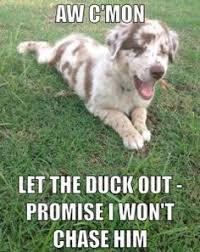 Australian Shepherd Memes Google Search Cute Dog Memes Australian Shepherd Aussie Dogs