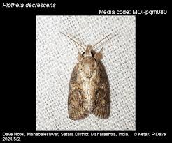 Image result for Englerina woodfordioides