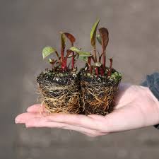 Gaillardia Mixed Collection J Parker Dutch Bulbs