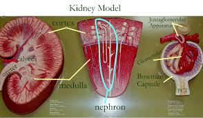 The primary function of large blood vessels (i.e., arteries and veins) is the transport of blood to and from the heart, whereas smaller blood vessels. Kidney Anatomy Human Anatomy And Physiology Anatomy Models Labeled