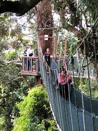The height of the poring treetop canopy walk is more than a building with eight storeys. Poring Treetop Canopy Walk Kota Kinabalu Aktuelle 2021 Lohnt Es Sich Mit Fotos