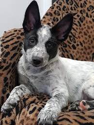 Blue Heeler Border Collie Mix Puppy Blue Heeler Dogs Austrailian Cattle Dog Heeler Puppies