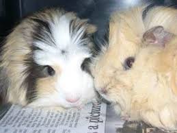 From professional translators, enterprises, web pages and freely available translation repositories. Guinea Pigs As Pets Veterinary Partner Vin