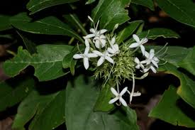 Image result for Pavetta mocambicensis