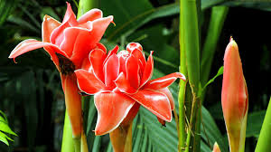 Edible Flower Edible Flowers Asian Flowers Flowers