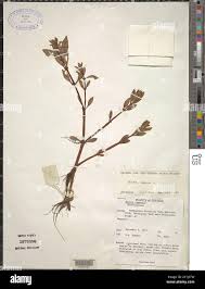 Image result for Bergia capensis