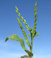 Image result for Urochloa eminii