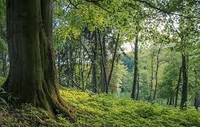 The results are contemporary, highly original, and experimental fragrance. Rundwanderweg Evolutionspfad Im Neandertal