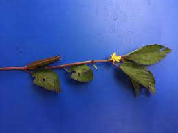 Image result for Corchorus aestuans