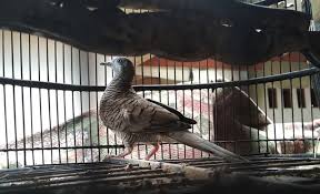 Beli burung perkutut online terdekat di jawa timur berkualitas dengan harga murah terbaru 2021 di tokopedia! Memaknai Burung Perkutut Dari Perspektif Hindu