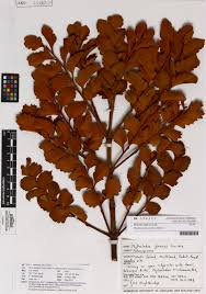 Image result for Phyllocladus