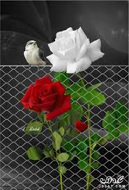 Pin On صور