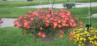 Check spelling or type a new query. Purslane Costa Farms