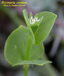 Image result for Drymaria