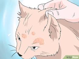 Treatment is based on diagnosing and eliminating the underlying cause. excessive amounts of cat hair loss is not normal an can indicate some type of underlying disease. 5 Ways To Deal With Hair Loss In Cats Wikihow