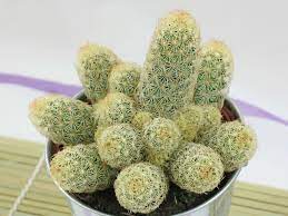 Types of cacti that grow pups/offsets. Mammillaria Elongata Ladyfinger Cactus World Of Succulents Cactus Plants Indoor Cactus Plants Cactus Seeds