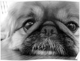 Black And White Pekingese Black And White Pekingese Poster By Danet Grabbe Black Pug Puppies Pekingese Dogs Pekingese