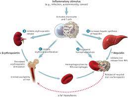 Anemia Of Chronic Disease A Harmful Disorder Or An Adaptive Beneficial Response Cmaj