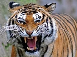  Bengal Tiger Bing Images Harimau Binatang Cantik Hewan