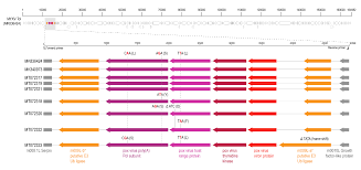Viruses Free Full Text Coinfections Of Novel Polyomavirus Anelloviruses And A Recombinant Strain Of Myxoma Virus Myxv Tol Identified In Iberian Hares Html
