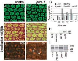 Check spelling or type a new query. The Ap 3 Adaptor Complex Is Required For Vacuolar Function In Arabidopsis Abstract Europe Pmc
