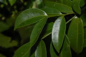 Image result for Strychnos henningsii