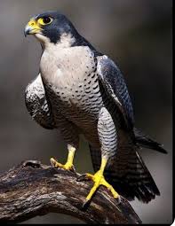 Pin By Cynthia Moore On Mas Pajaros 2 Animals Beautiful Pet Birds Beautiful Birds